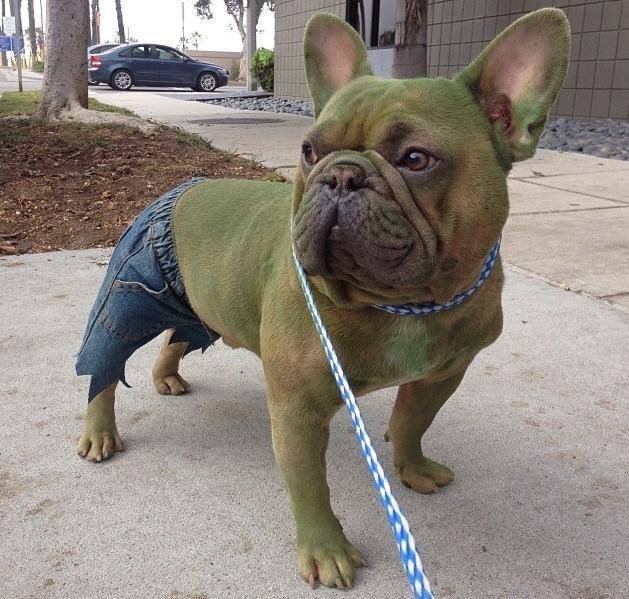 A French Bulldog dressed as Hulk