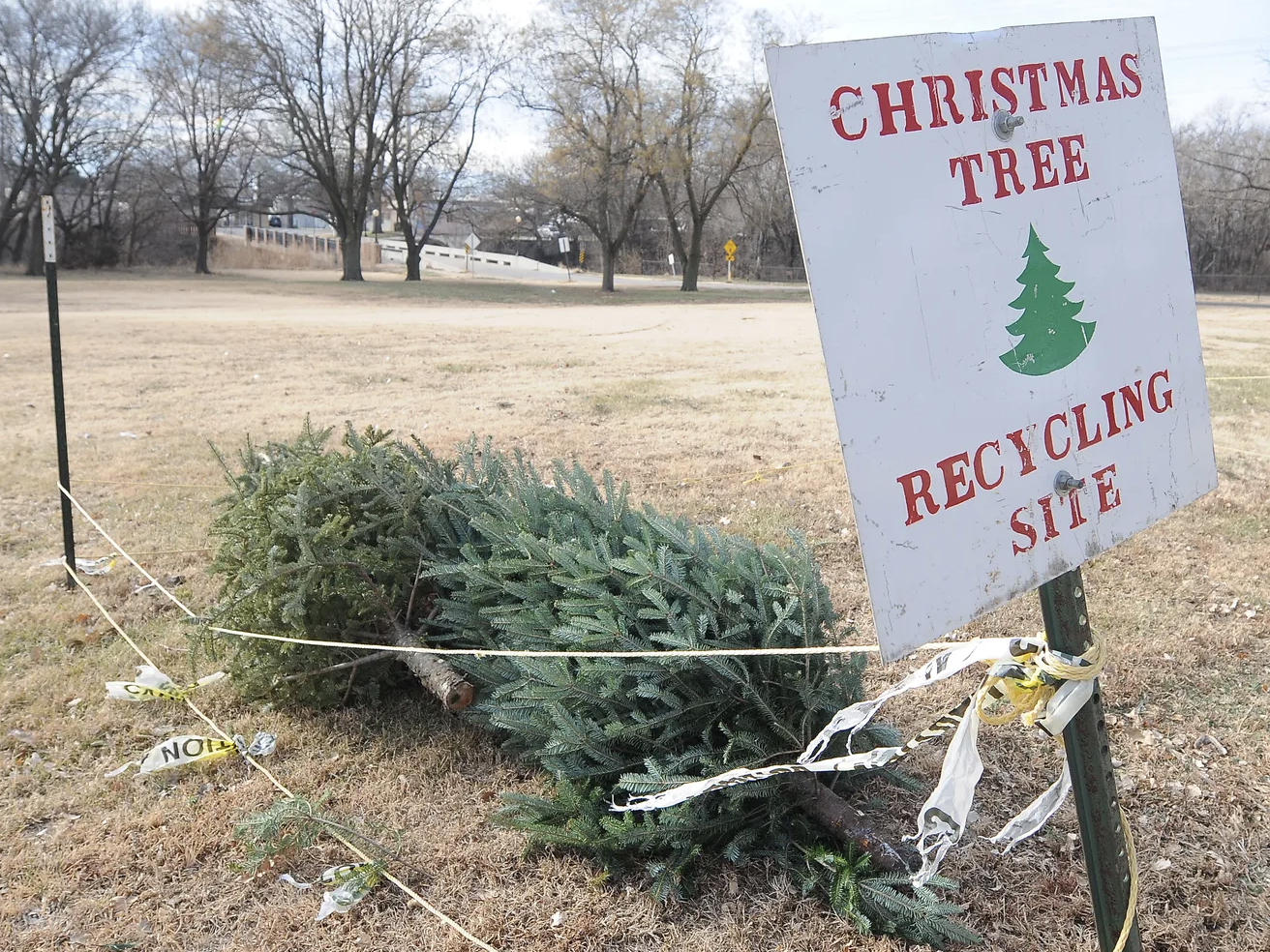 Featured image of What to Do with Your Christmas Tree After the Holidays: Recycling Tips and Alternatives