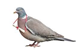 A pigeon with a note around its neck. 