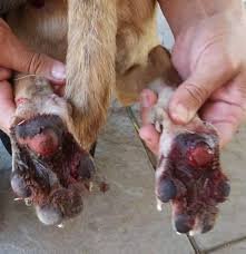 A dog with burns on it's paws. 