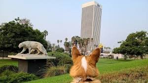 A dog looking at a building