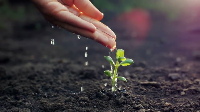 A white person watering a seedling. 