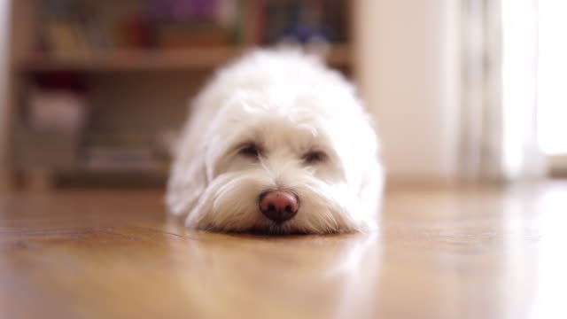 A dog laying on the floor. 