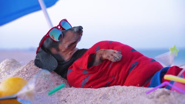 A weenie dog with red sunglasses and a red shirt on. 