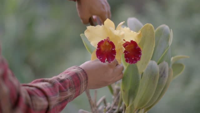 A person cutting blooms from an orchid.