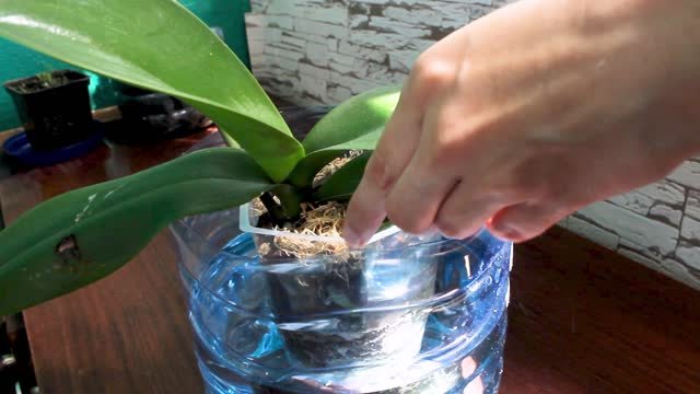 A person watering an orchid.