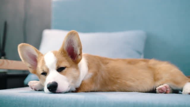 Pembroke Welsh Corgi puppy laying on couch.