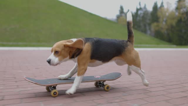 Beagle dog skating on a skateboard. 