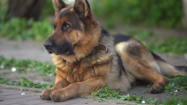A German Shepard dog sitting.