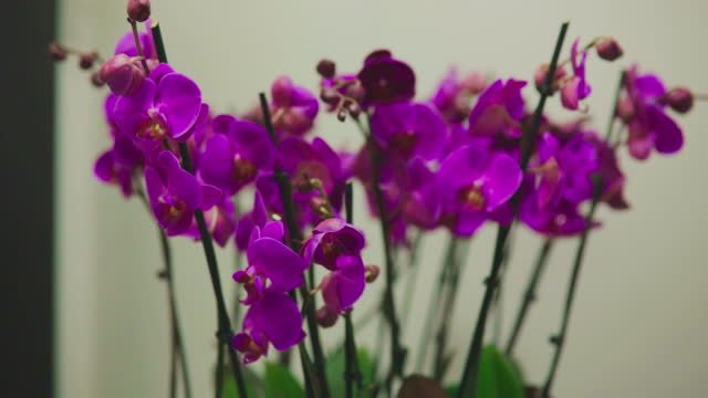 Purple blooming orchids.