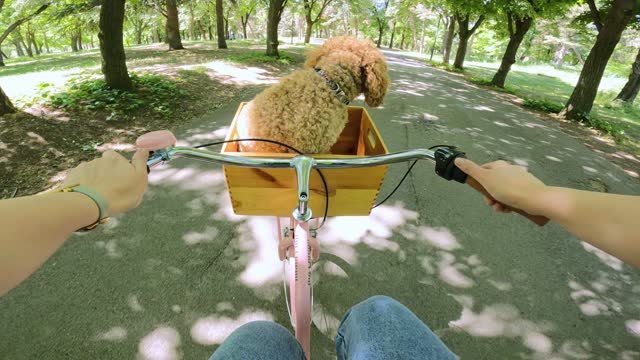 A dog riding in a basket