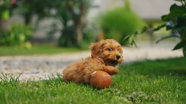 A brown puppy playing in grass with a brown ball.