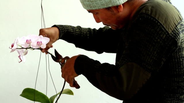 A guy with a hat on trimming an orchid spike.