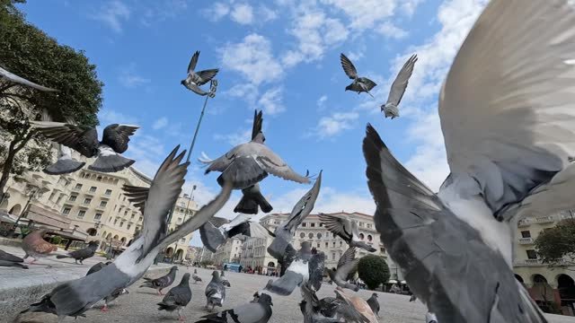 A flock of pigeons  