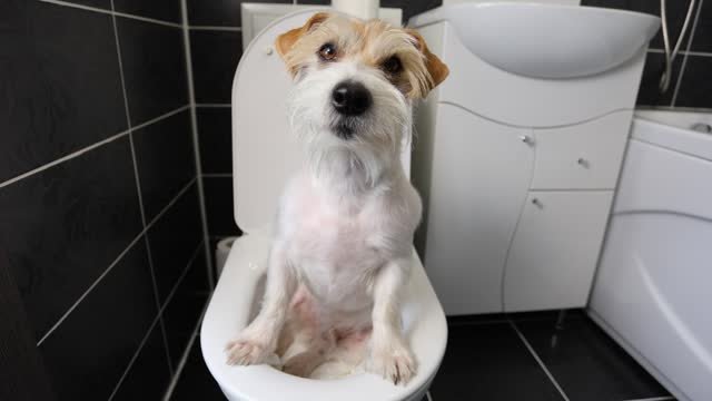 A dog sitting on the toilet