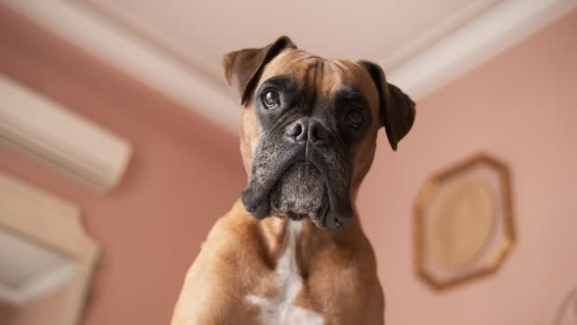Boxer dog looking cute
