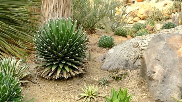 A lush outdoor drought resistant garden 