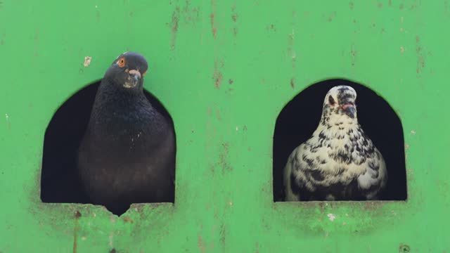 Two pigeons nesting in a green bird house