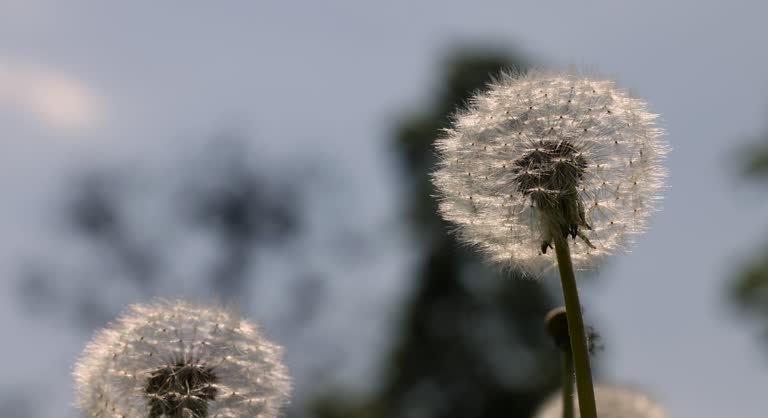 A weed growing in a field. 