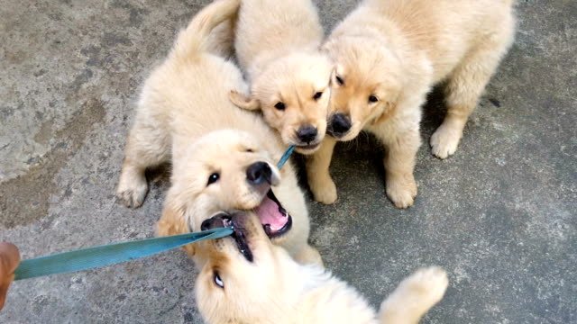 Golden retriever puppies pulling on a leash. 